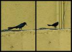 (01) feathered friends montage (day 3).jpg    (1000x720)    314 KB                              click to see enlarged picture